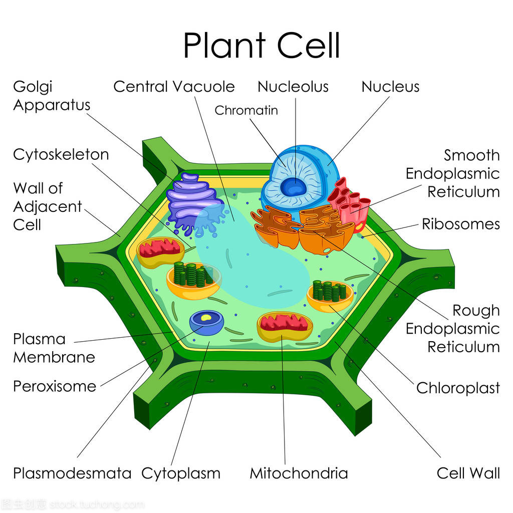 探秘植物細胞 教育的生物學視角