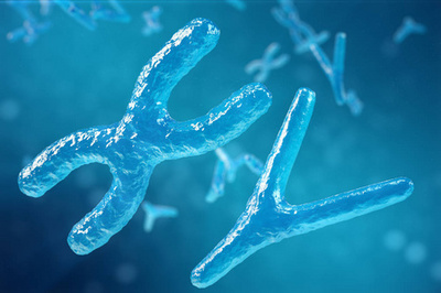 XY染色體 生物醫學與基因治療中的核心符號與前沿探索